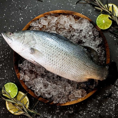 BARRAMUNDI