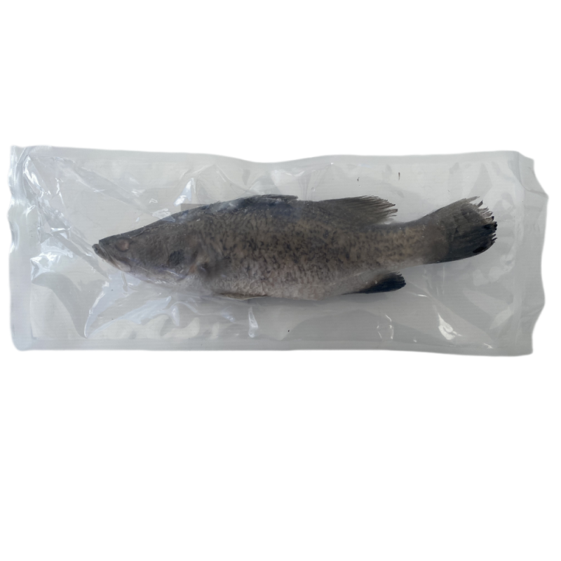 BARRAMUNDI