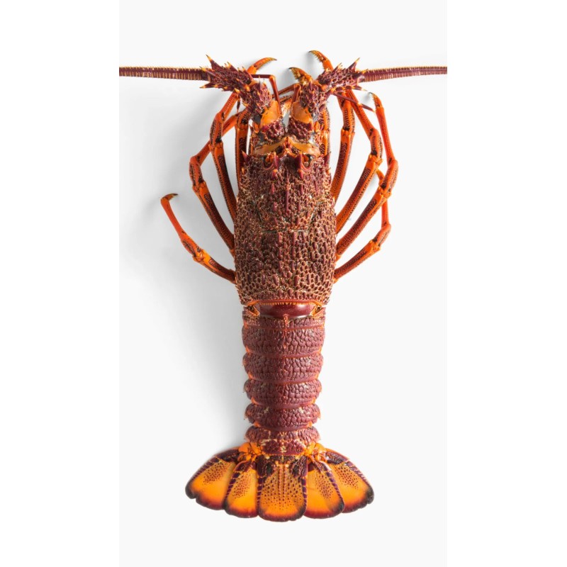 AUSTRALIA LOBSTER 