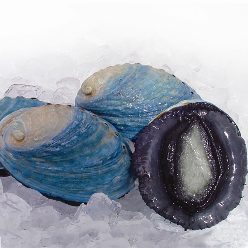 PAUA WHOLE (BLUE)