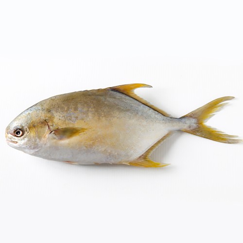 GOLDEN POMPANO 